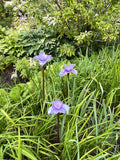 Blown Glass Irises